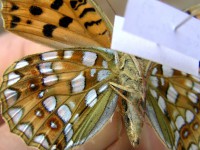 Argynnis niobe (Linnaeus, 1758)